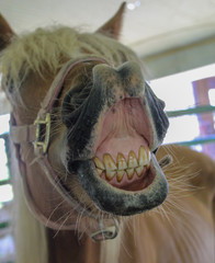 Horse laughing with teeth and lips showing