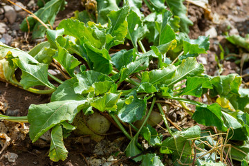 Sugar beet cut with leaves