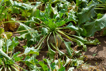 Fototapeta premium Sugar beet cut with leaves