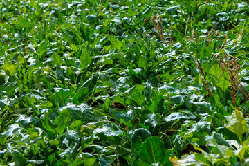 Fototapeta premium Sugar beet cut with leaves