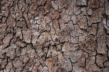 Tree bark grain wood natural vintage worn texture background material surface