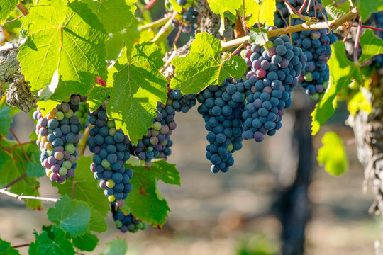 Vineyard Grapes Hanging In Bunches With Green Sunlit Leaves, Unripe, Ripening, And Ripe Grapes, Green, Red, Purple Coloring. Northern California Winery Grapevines