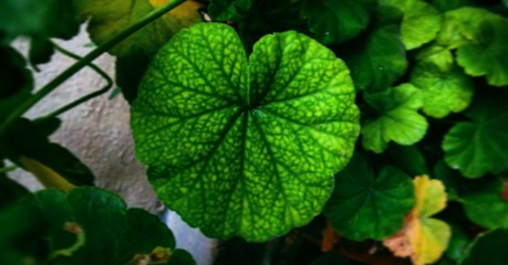 clover on green background