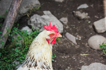 White hen outside standing by the chicken house. Chicken, poultry. Farm animals. Fowl outdoors. Free range chickens. Chicken breeds