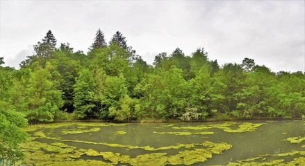 green algae on the surface of the water