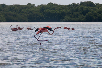 Flamenco aterrizando