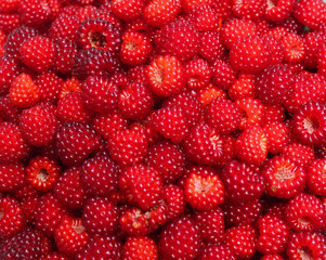 fresh picked wild sweet raspberries