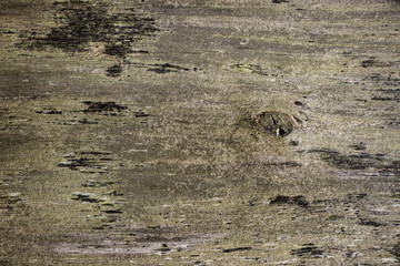 Worn old rough wood grunge vintage background texture