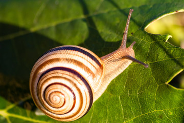 Snail in shell crawling on a vine leaf