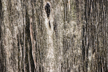 Worn old rough wood grunge vintage background texture