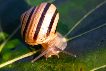 Snail in shell crawling on a vine leaf