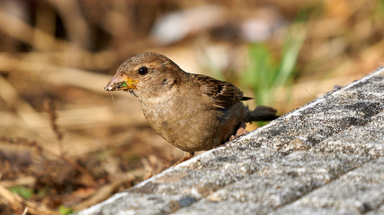House Sparrow Female Standing