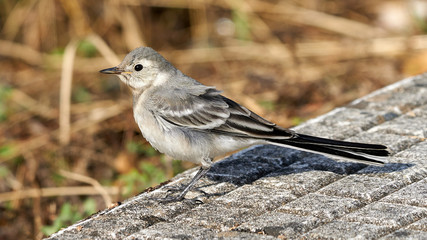 Juvenile White Wagtail Standing