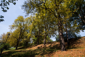 Fototapeta premium autumn in the park