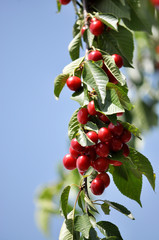 On a tree branch, ripe berries Prunus avium (cherry)