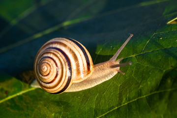 Snail in shell crawling on a vine leaf
