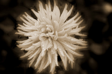 Dahlia is a genus of bushy, tuberous, perennial plants native to Mexico, Central America, and...