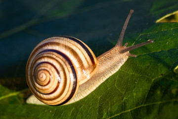 Snail in shell crawling on a vine leaf