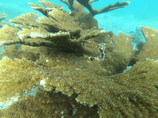 Fototapeta na wymiar Coral _ Acropora palmata 4