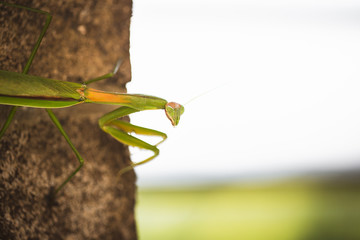 Mantis Insect