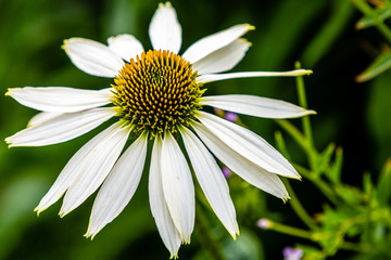 Obraz premium White isolated daisy in the field