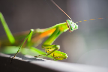 Mantis Insect