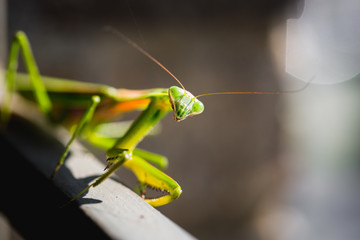 Mantis Insect