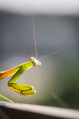 Mantis Insect