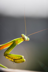 Mantis Insect