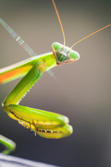Mantis Insect