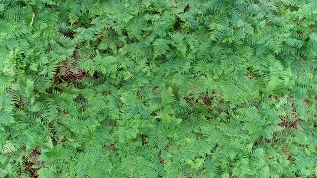 Low altitude aerial top down view of wild fern is a member of a group of vascular plants that reproduce via spores and have neither seeds nor flowers they have complex leaves called megaphylls 4k