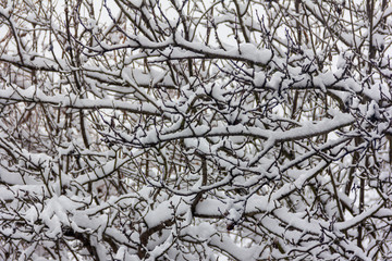 the snow on the branches of trees