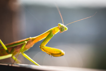 Mantis Insect