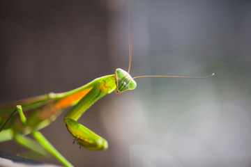 Mantis Insect