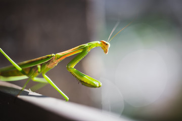 Mantis Insect