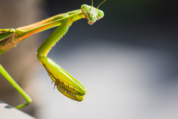 Mantis Insect