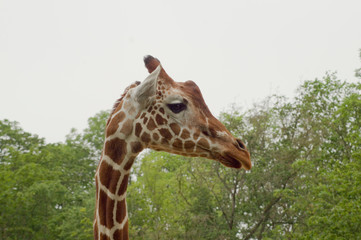 Giraffe