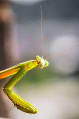 Mantis Insect