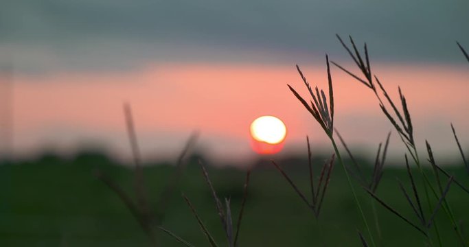 kansas sunset grasses bluestem summer