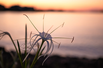 Obraz premium Flower Town Lake Sunset