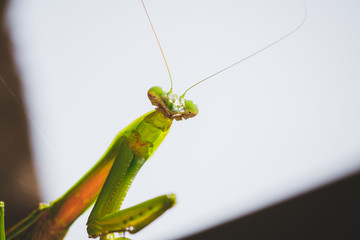 Mantis Insect