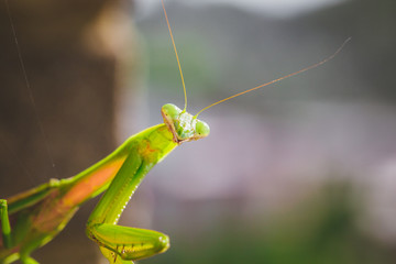 Mantis Insect