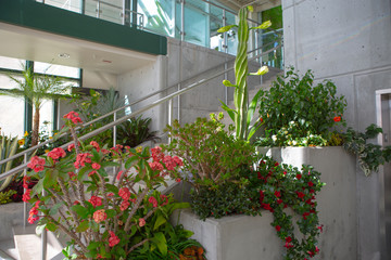 flower interior plants indoor colorful blossom planting instruction salt lake city