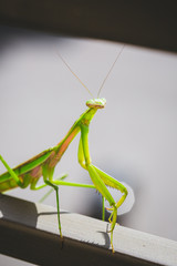 Mantis Insect