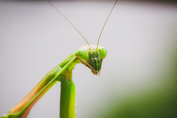 Mantis Insect