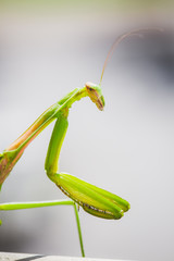 Mantis Insect