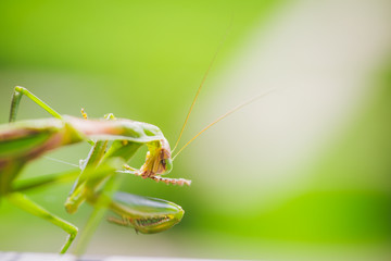 Mantis Insect