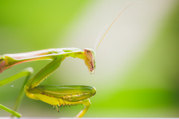 Mantis Insect