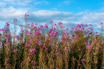 Willow-herb blooms in the meadow