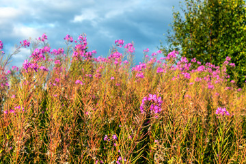 Obraz na płótnie Canvas Willow-herb blooms in the meadow